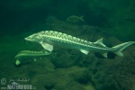 Russian Sturgeon