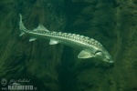 Russian Sturgeon