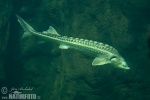 Russian Sturgeon