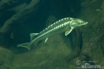 Russian Sturgeon