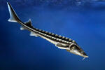 Russian Sturgeon