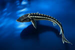 Russian Sturgeon