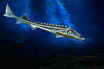 Russian Sturgeon