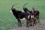 Sable Antelope