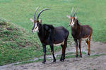 Sable Antelope