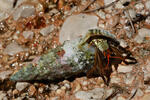 Saint Piran's Hermit Crab