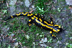 Salamandra común