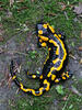 Salamandra común