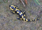 Salamandra común