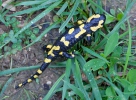 Salamandra común