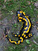 Salamandra comuna