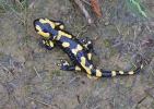 Salamandra comuna