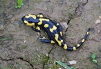 Salamandra pezzata