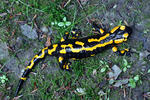 salamandre terrestre ou commune