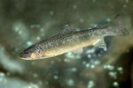 Salmo trutta morpha fario