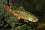 Salvelinus fontinalis