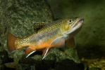 Salvelinus fontinalis