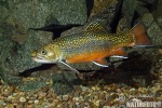 Salvelinus fontinalis