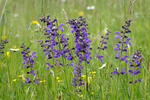 Salvia pratensis