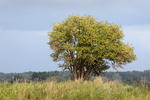 Sambucus nigra