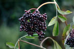 Sambucus nigra