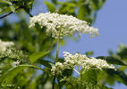 Sambucus nigra