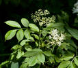 Sambucus nigra