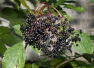 Sambucus nigra