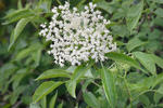 Sambucus nigra