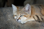 Sand Cat