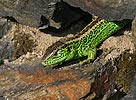 Sand Lizard