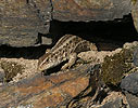 Sand Lizard