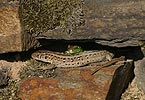 Sand Lizard