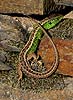 Sand Lizard