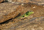 Sand Lizard