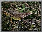 Sand Lizard