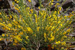 Sarothamnus scoparius