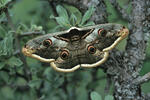 Saturnia pyri