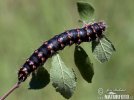 Saturnia spini