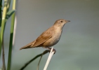 Savi's Warbler