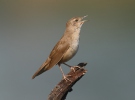 Savi's Warbler