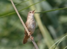 Savi's Warbler