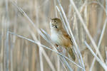 Savi's Warbler