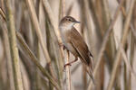 Savi's Warbler