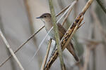 Savi's Warbler