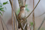 Savi's Warbler