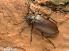Sawing Support Beetle