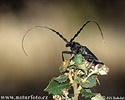 Sawyer Beetle