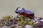 Scarabée rhinocéros européen
