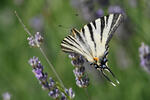 Scarce Swallowtail